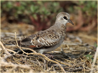 Namaqua Dove Juvenile