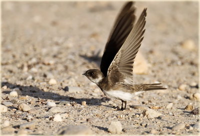 Sand Martin