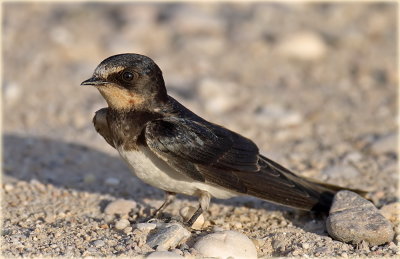 Barn Swallow