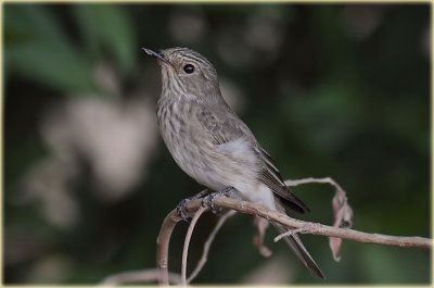 Spotted Flycatcher