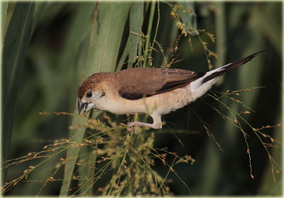Indian Silverbill