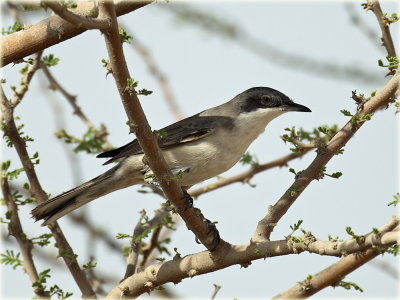 Warbler ID unknown