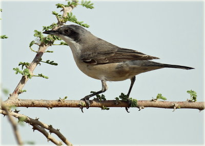 Warbler ID unknown