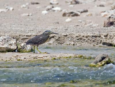 Striated Heron