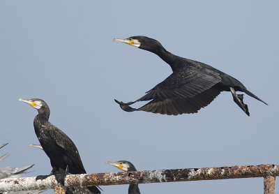 Cormorant