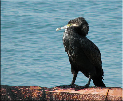 Cormorant