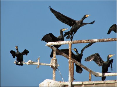 Cormorant