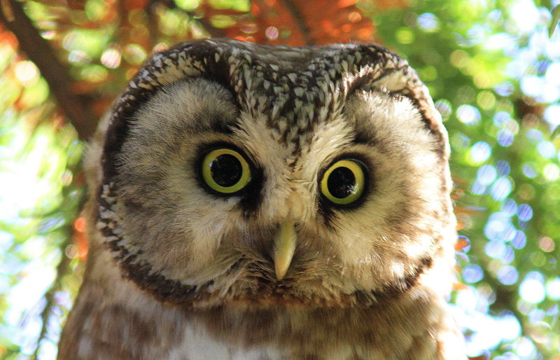 Pärluggla - Tengmalms Owl (Aegolius funereus)