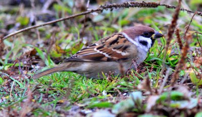 Pilfink - Tree Sparrow (Passer montanus)