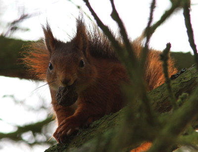 Ekorre - Eurasian Red Squirrel (Sciurus vulgaris)
