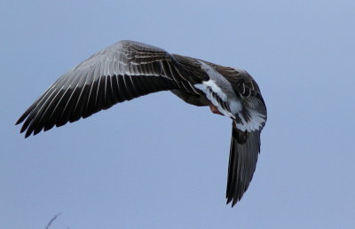 Grågås - Greylag Goose (Anser anser) 