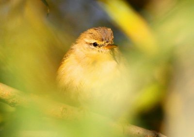Lövsångare - Willow Warbler (Phylloscopus trochilus)