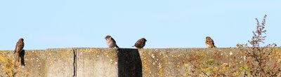 Pilfink - Tree Sparrow (Passer montanus)