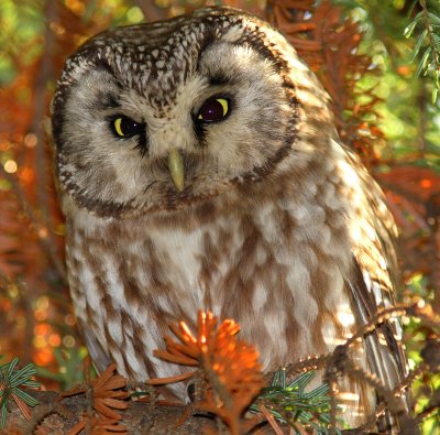 Pärluggla - Tengmalm's Owl (Aegolius funereus)