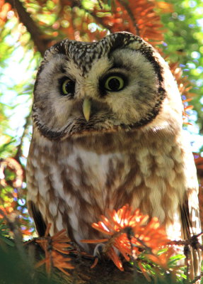 Pärluggla - Tengmalms Owl (Aegolius funereus)