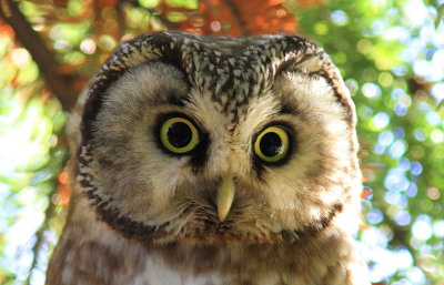 Pärluggla - Tengmalm's Owl (Aegolius funereus)