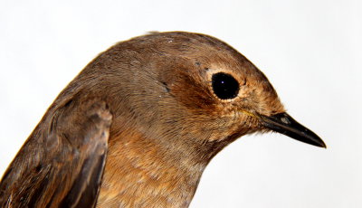 Rödstjärt - Common Redstart (Phoenicurus phoenicurus)