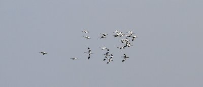 Skärfläcka - Avocet (Recurvirostra avosetta) 