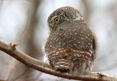 Sparvuggla - Pygmy Owl (Glaucidium passerinum)