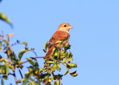 Törnskata - Red-backed Shrike (Lanius collurio) 