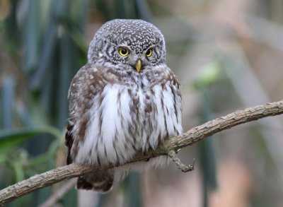 Sparvuggla - Pygmy Owl (Glaucidium passerinum)