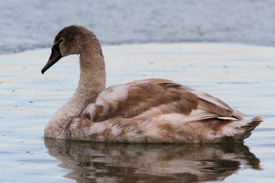 Knölsvan - Mute Swan (Cygnus olor)