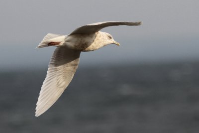 Vitvingad trut - Iceland Gull (Larus glaucoides)  