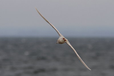 Vitvingad trut - Iceland Gull (Larus glaucoides) 