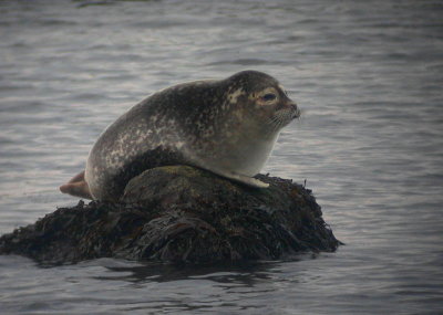 Knubbsäl - Harbour Seal (Phoca vitulina)