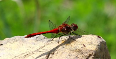 Blodröd ängstrollslända - Ruddy darter (Sympetrum sanguineum)