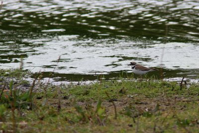 Mindre Strandpipare - Little Ringed Plover (Charadrius dubius)