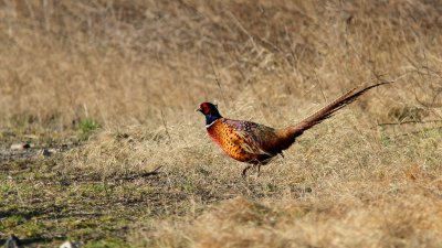 Fasan - Pheasant (Phasianus colchicus)