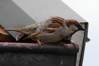 Gråsparv - House Sparrow (Passer domesticus)