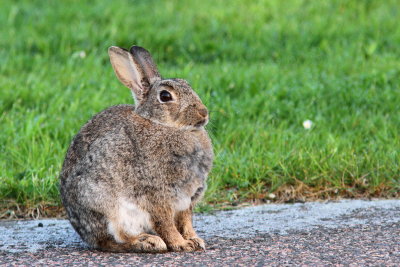 Europeisk kanin - European rabbit (Oryctolagus cuniculus)