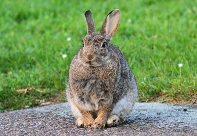 Europeisk kanin - European rabbit (Oryctolagus cuniculus)