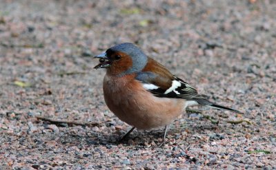 Bofink - Chaffinch (Fringilla coelebs)