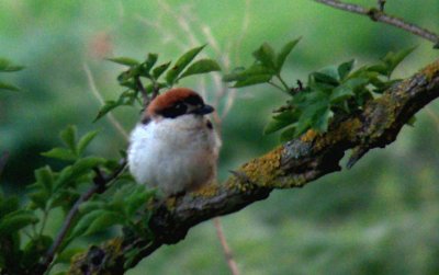 Rödhuvad törnskata - Woodchat Shrike (Lanius senator) 