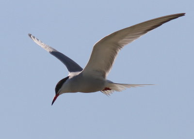 Fisktärna - Common Tern (Sterna hirundo)