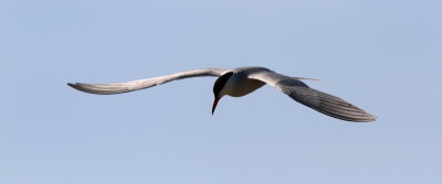 Fisktärna - Common Tern (Sterna hirundo)