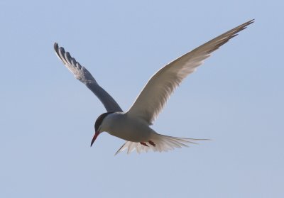 Fisktärna - Common Tern (Sterna hirundo)
