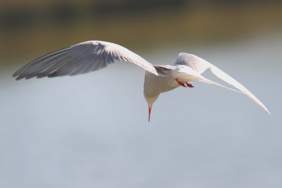 Fisktärna - Common Tern (Sterna hirundo)