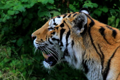 Sibirisk Tiger - Siberian Tiger (Panthera tigris altaica)