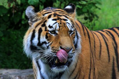 Sibirisk Tiger - Siberian Tiger (Panthera tigris altaica)