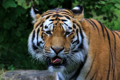 Sibirisk Tiger - Siberian Tiger (Panthera tigris altaica)