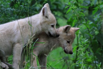  Polarvarg - Arctic Wolf (Canis lupus arctos)