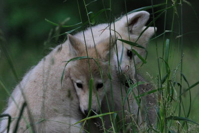  Polarvarg - Arctic Wolf (Canis lupus arctos)