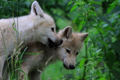  Polarvarg - Arctic Wolf (Canis lupus arctos)