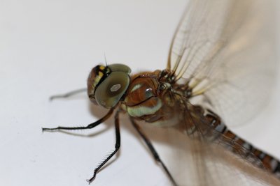 Höstmosaikslända - Migrant Hawker (Aeshna mixta)