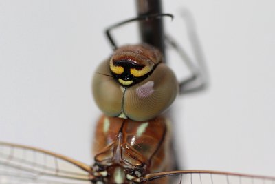 Höstmosaikslända - Migrant Hawker (Aeshna mixta)