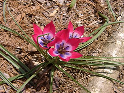 <i>Tulipa</i> Little Beauty
